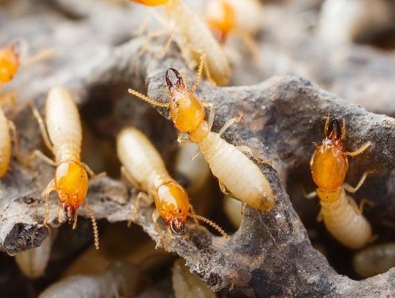 termite contro hitech city